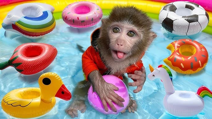 Monkey Enjoying halloween party in swimming pool