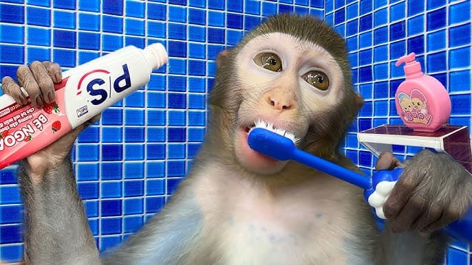 Monkey baby cleaning teeth